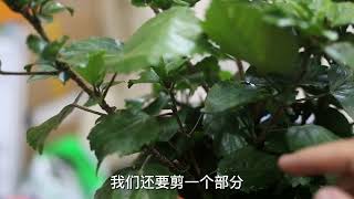 扶桑花怎么修剪？园艺师教你，扶桑花的实操修剪技巧