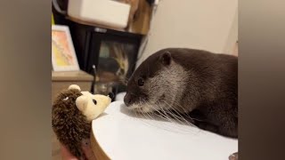 Otter Menma doesn't like his Plushie  seems😁🦦|Cute Otter