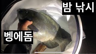 [일본생활vlog] 벵에돔 밤낚시,, 개고생,,, 마이요리,,,