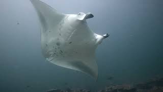 Fung Faru Tila, Mantas and dolphins, Soneva, Maldives 2024