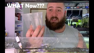 My Corys Laid Eggs, What Do I DO Now.??
