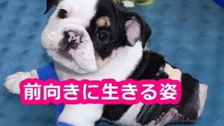 【感動実話】障がいの為、生まれながら半分の体”でたくましく生き抜く子犬。その懸命な姿に心打たれる…