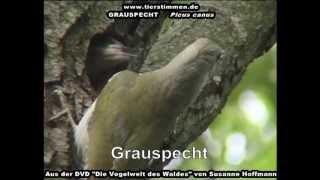 Der Grauspecht im Wald - Picus canus