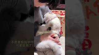 剪个指甲哼哼唧唧的 我要流鼻血了我镜头下的小猫 猫猫的心思全写在脸上了 猫咪剪指甲