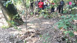 Tree Pull test
