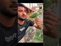 Baby green parrots ab bada ho gea Shehr main dihat