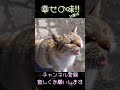 【おやつタイム】幸せの味初体験⁉︎こんな鳴き声聞いた事ない 猫おやつ shorts