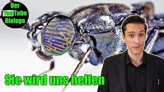 Schau dir an, was diese Fliege kann - die schwarze Soldatenfliege