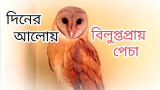 বিলুপ্তপ্রায় পেচা পাখির দুর্লভ দৃশ্য! দেখুন এই বিরল মুহূর্ত, Rare Owl Species Caught on Camera #Wild