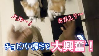 パパ帰宅で先に触って～と競い合う先住犬と子犬チワワ