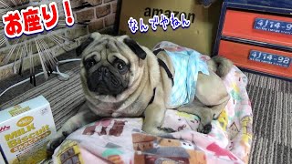 絶対に「お座り」しないパグ犬　ちょっとムカつく！『おまめ日記』Pug Comedy Videos From Japan