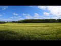 A Tranquil Summer Meadow | Summertime and Cicada Ambience to Relax to