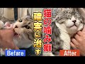 【猫に噛まれる人必見‼】猫が噛む理由と噛み癖を治す方法解説