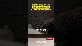 男子餵養流浪貓兩個月後發現了不可思議的事情，貓咪竟然也養了只寵物 #cuteanimal #pets #萌寵 #寵物 #搞笑