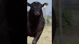 Maşallah #keşfet #cow #angus #bull #keşfetteyiz #angusthatthrive #angusfamily #shorts #shortvideo