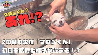 ２回目のチワワが初回と違う！？噛み犬トリミング！！