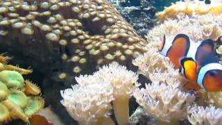 Sri Lanka Coral Reef Enrichment Program launched by Live Tropical Fish Exporters