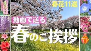 【春のご挨拶（春の花11選）】動く春の挨拶カード・グリーティングカード　ギターBGM　   greeting card