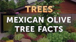 Mexican Olive Tree Facts