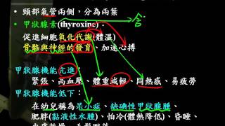 基礎生物3 5 12甲狀腺一和new