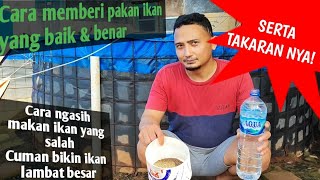 CARA MEMBERI MAKAN NILA/LELE YANG BAIK & BENAR