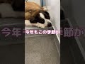 超大型犬達の朝、暑いなぁ 超大型犬 shorts