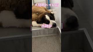 超大型犬達の朝、暑いなぁ#超大型犬  #shorts