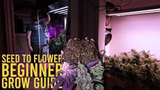 GROWING SEED TO FLOWER (HOMEGROWN ORGANIC CANNABIS)