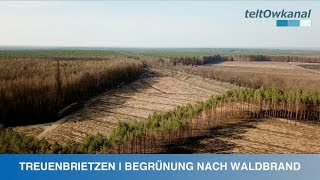 TREUENBRIETZEN | BEGRÜNUNG NACH WALDBRAND