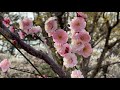 【spring in japan】the plum grove of koganei park in tokyo