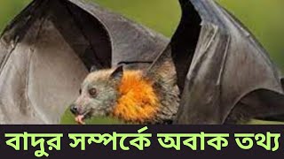 বাদুড় সম্পর্কে কতটা জানেন||বাদুড় সম্পর্কে অবাক তথ্য||এত কাছ থেকে বাদুড় দেখেছেন?