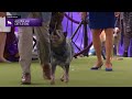 australian cattle dogs breed judging 2024