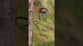 Don't Miss Out on the Most Breathtaking Quetzal Footage of 2024!