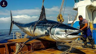 Commercial Tuna Fishing - Massive 10ft Tuna...We Broke A Record! - Fishing Documentary