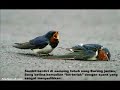 kisah sepasang burung yang mengharukan.wmv