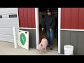 how to train show pigs