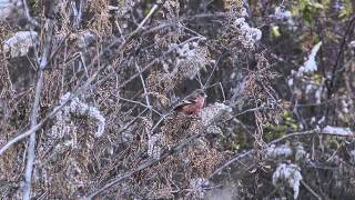 FHDさくら草公園のベニマシコ20150102