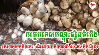 បច្ចេកទេសបណ្ដុះផ្សិតចំបើង របរចាយទុនតិចនេះ ១ខែអាចរកចំណូលពី ៤០-៥០ម៉ឺនរៀល