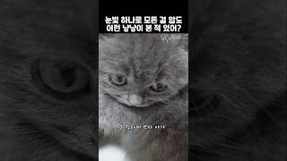 눈빛 하나로 모든 걸 압도! 이런 아기냥냥이 본적 있나요?