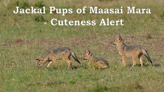 Jackal Pups of Maasai Mara   Cuteness Alert