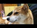 柴犬ハナ「隣よろしいですか？」デレデレすぎます【かわいい】 shiba spoil