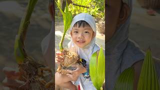 Coconut🥥🥰#coconut #plants #viralvideo #viralshorts #cute #cute #cutebaby #shorts