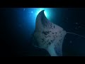 hawaii big island 夏威夷大岛 manta ray night dive 魔鬼鱼夜潜