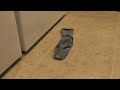 Sock Love - Short Film