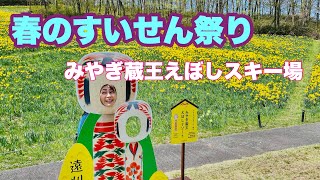 ４K【水仙祭り】春の蔵王を彩る黄色の絨毯！〜えぼしスキー場の水仙祭り〜