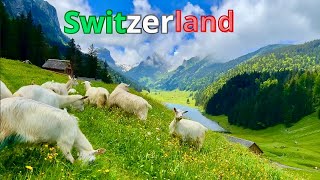 SWITZERLAND Majestic Alpine Blooms and Vibrant Spring Flower Fields