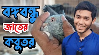 দক্ষিণ খানের রানা ভাইয়ের বগা - বেজি - বঙ্গবন্ধু ও রেম্বো জাতের কবুতর