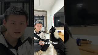 其实太聪明也不好#边牧 #狗是狗边牧是边牧 #萌宠成精了