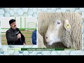 erol arslan la kÜÇÜkbaŞ saĞliĞi karacabey merİnosu yetİŞtİrİcİlİĞİ