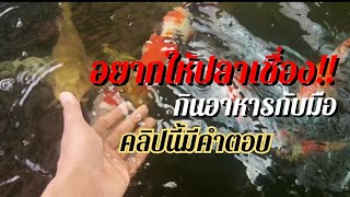 ทำอย่างไร ให้ปลาเชื่อง?? อยากให้กินอาหารกับมือทำยังไง!! | KOI Collection | EP.35